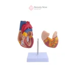 Modelo de Corazón 3D - Imagen 2