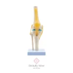 Modelo Anatómico de Rodilla Articulada