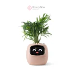 Maceta Smart Ivy