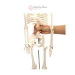 Modelo de Esqueleto Pequeño - Imagen 2
