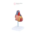 Modelo de Corazón 3D - Imagen 3