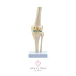 Modelo Anatómico de Rodilla Articulada - Imagen 2