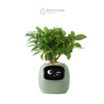 Maceta Smart Ivy - Imagen 2