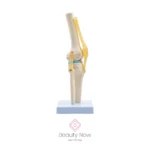 Modelo Anatómico de Rodilla Articulada - Imagen 3
