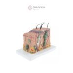 Modelo de Piel Humana 3D