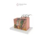 Modelo de Piel Humana 3D - Imagen 3